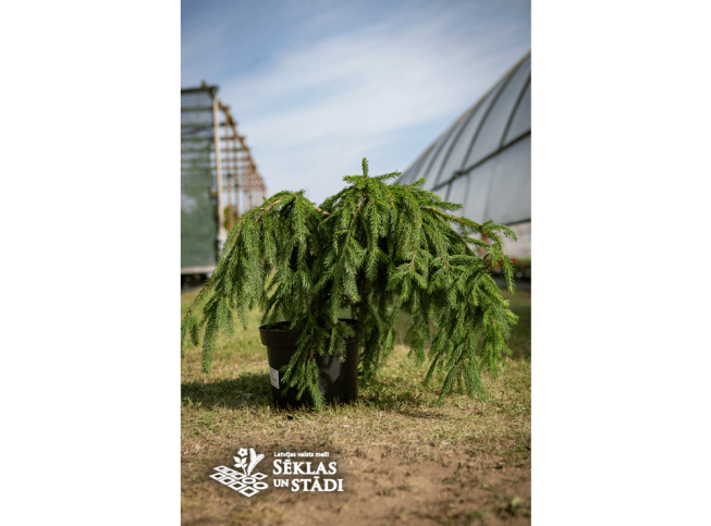 Picea abies   'Inversa'